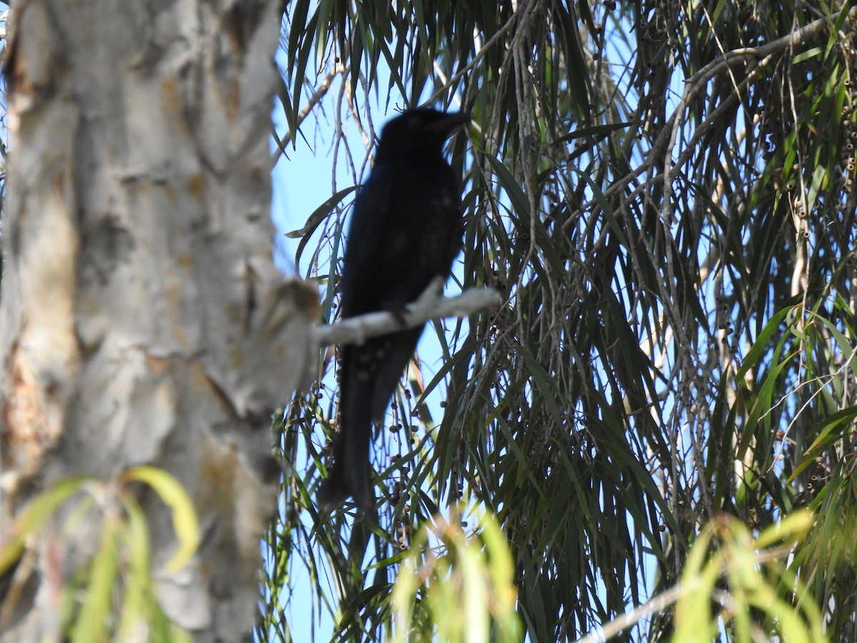 Spangled Drongo - ML620734382