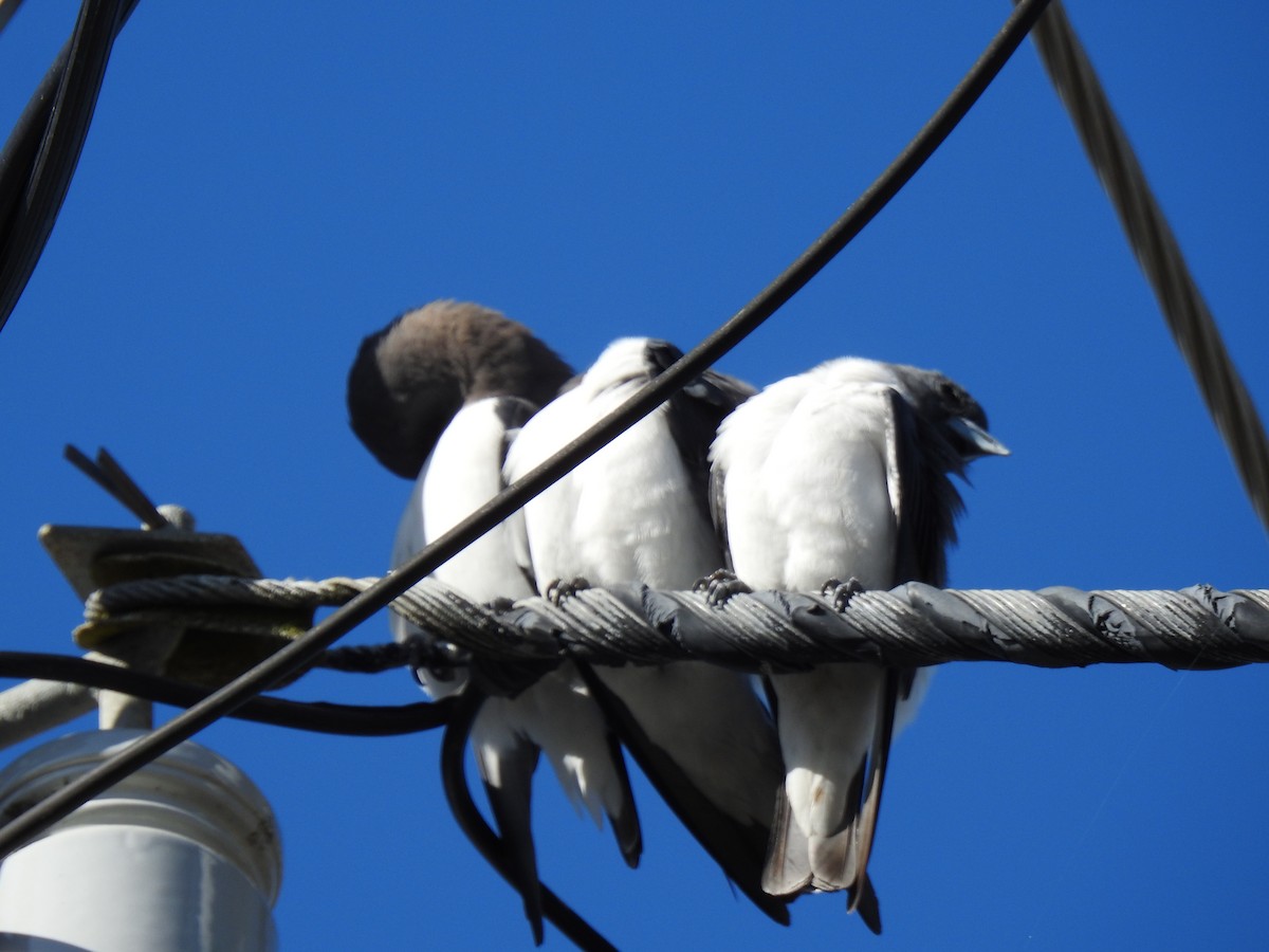 White-breasted Woodswallow - ML620734383