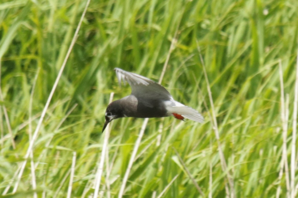 Black Tern - Jan Roedolf