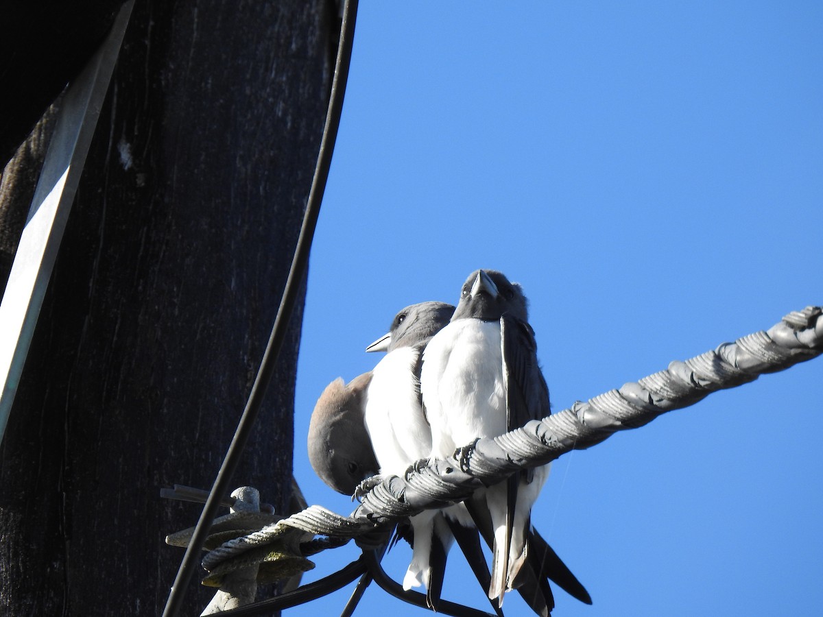 White-breasted Woodswallow - ML620734385