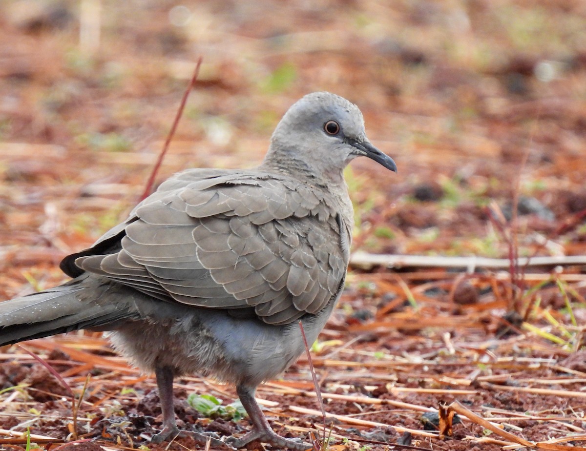 Spotted Dove - ML620734387