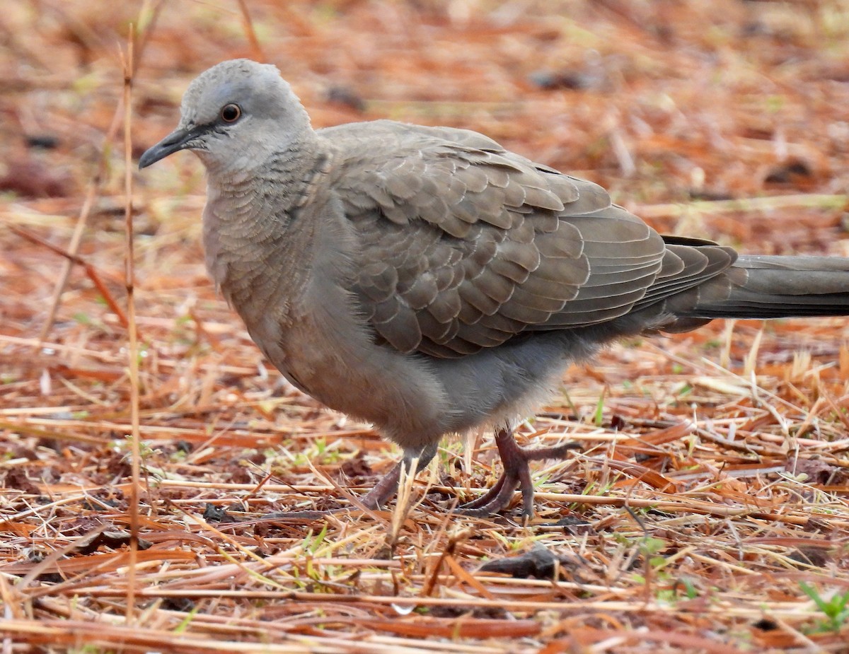 Spotted Dove - ML620734388