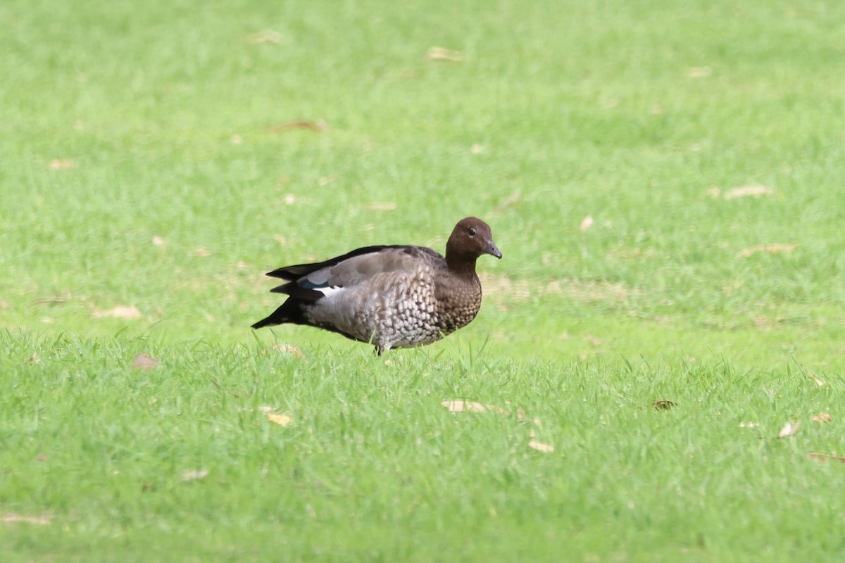 Maned Duck - ML620734389