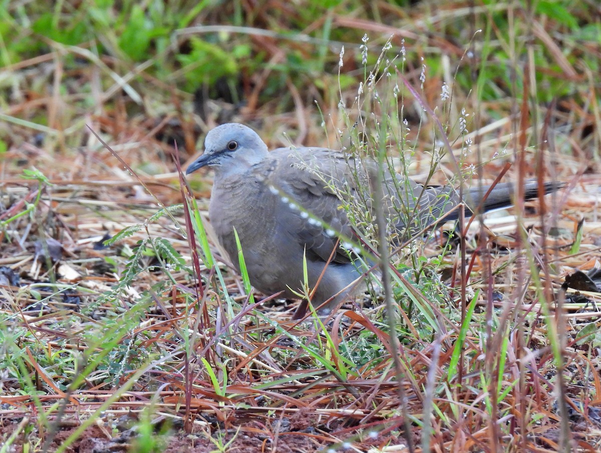 Spotted Dove - ML620734390