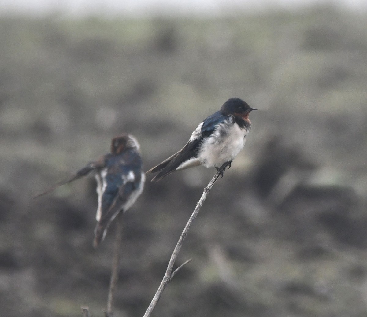 Barn Swallow - ML620734391