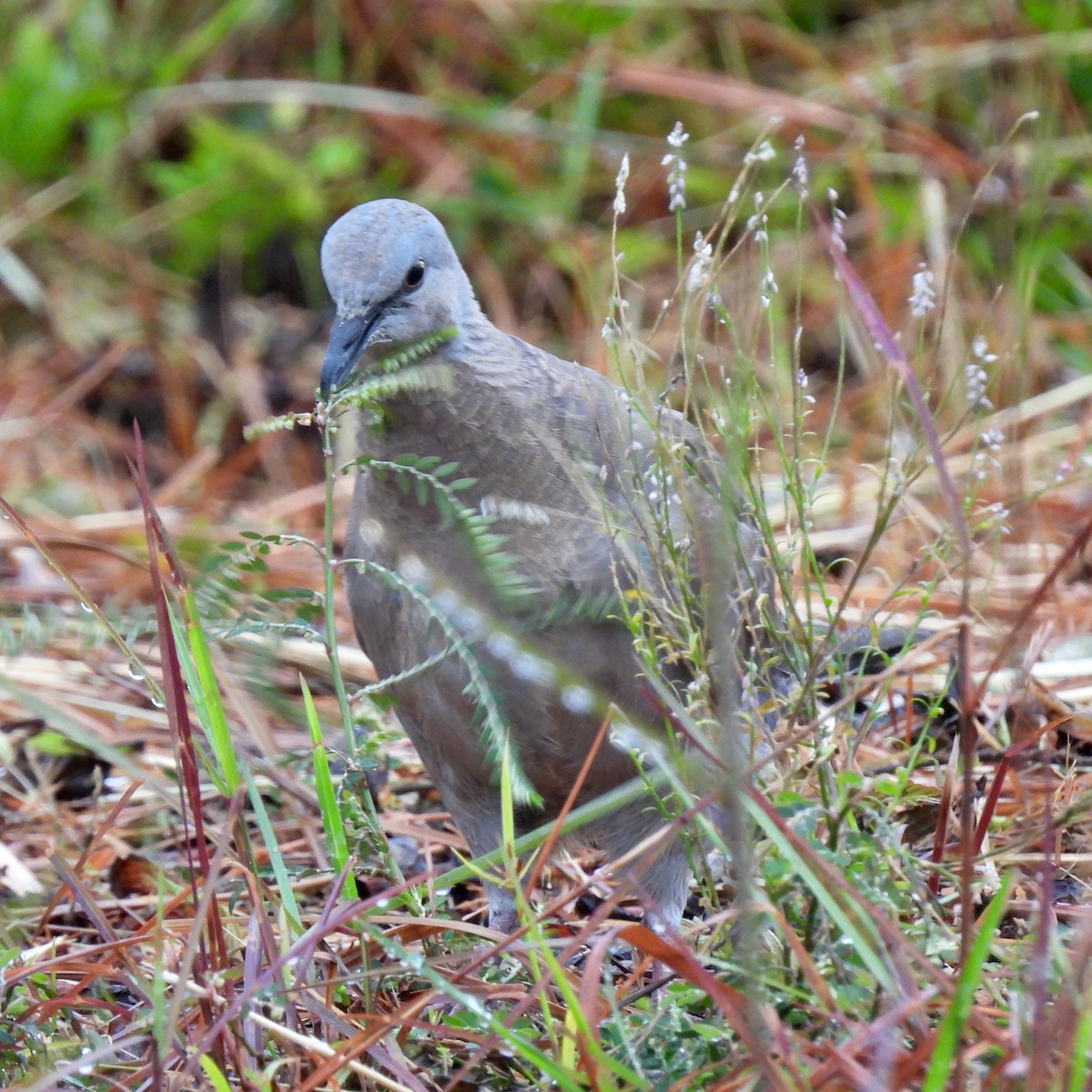 Spotted Dove - ML620734392