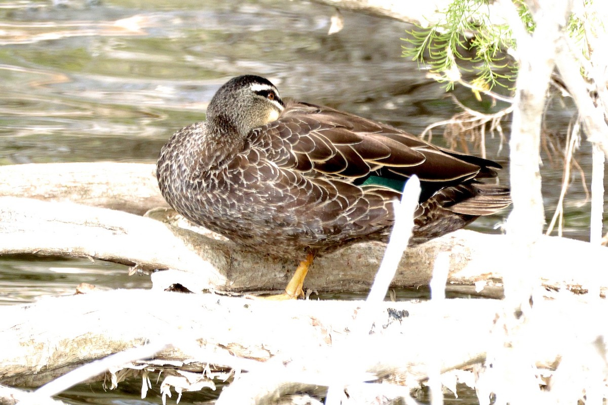 Pacific Black Duck - ML620734393