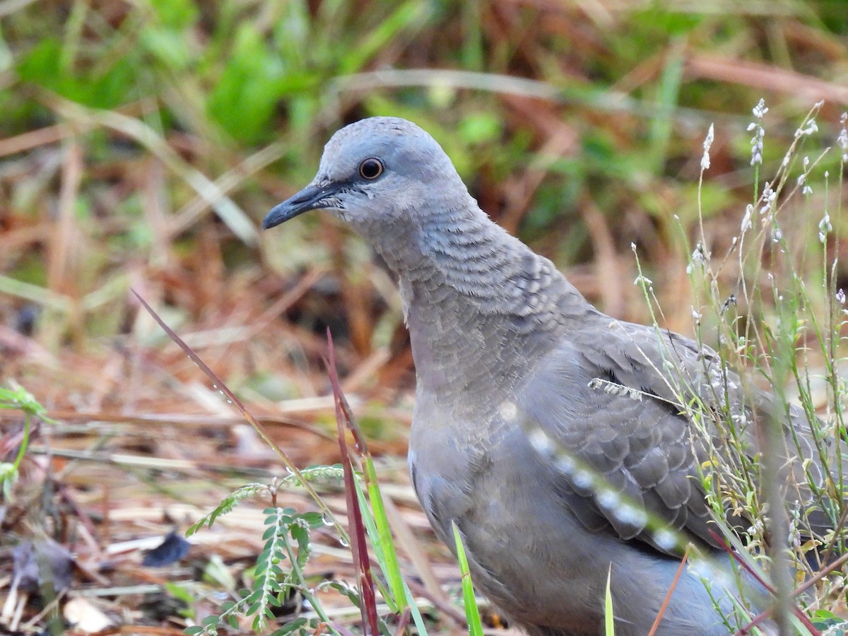 Spotted Dove - ML620734394