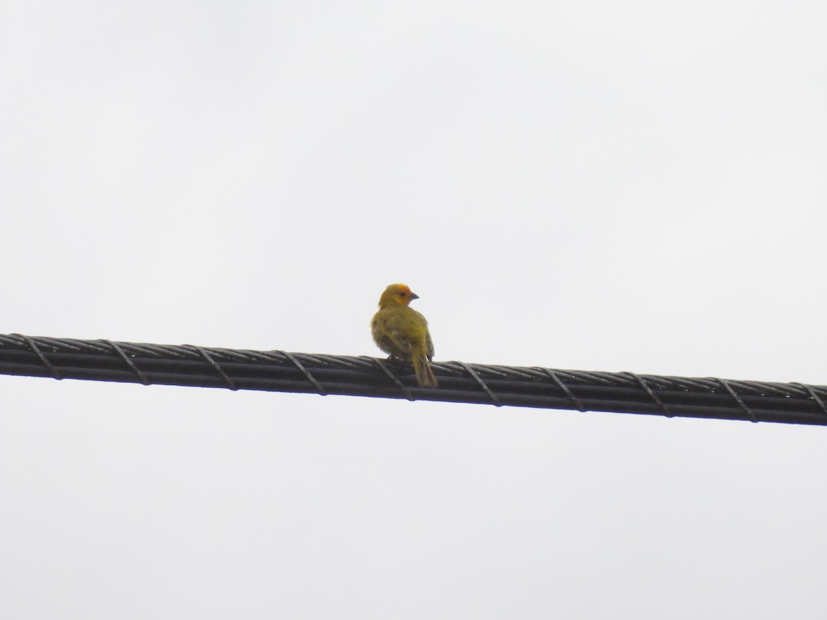 Saffron Finch - ML620734398