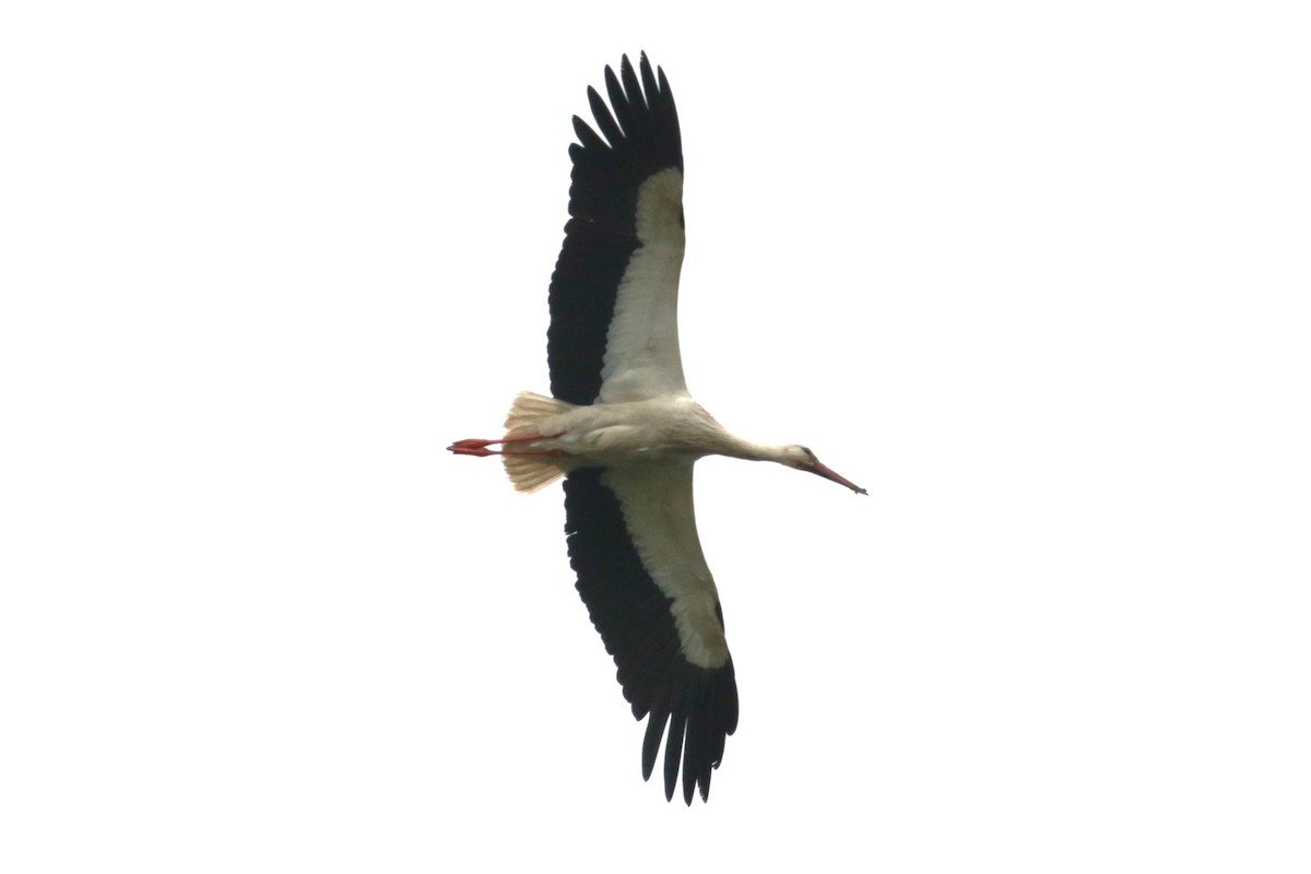 White Stork - ML620734400