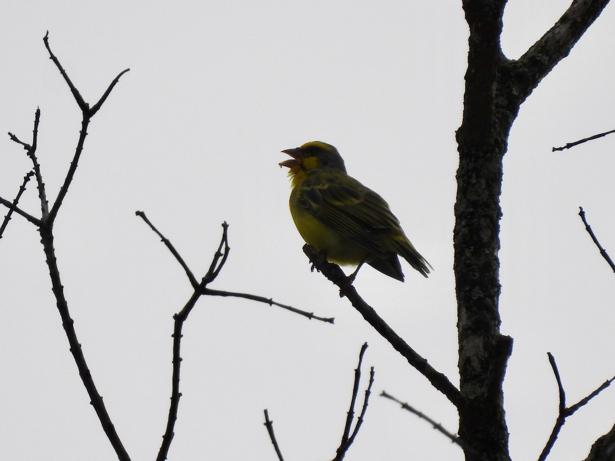 Yellow-fronted Canary - ML620734401