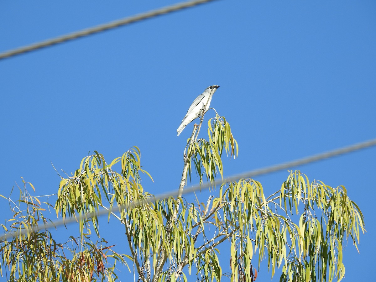 White-bellied Cuckooshrike - ML620734403