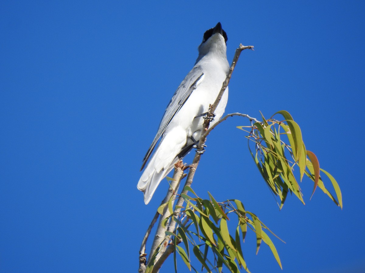 White-bellied Cuckooshrike - ML620734404