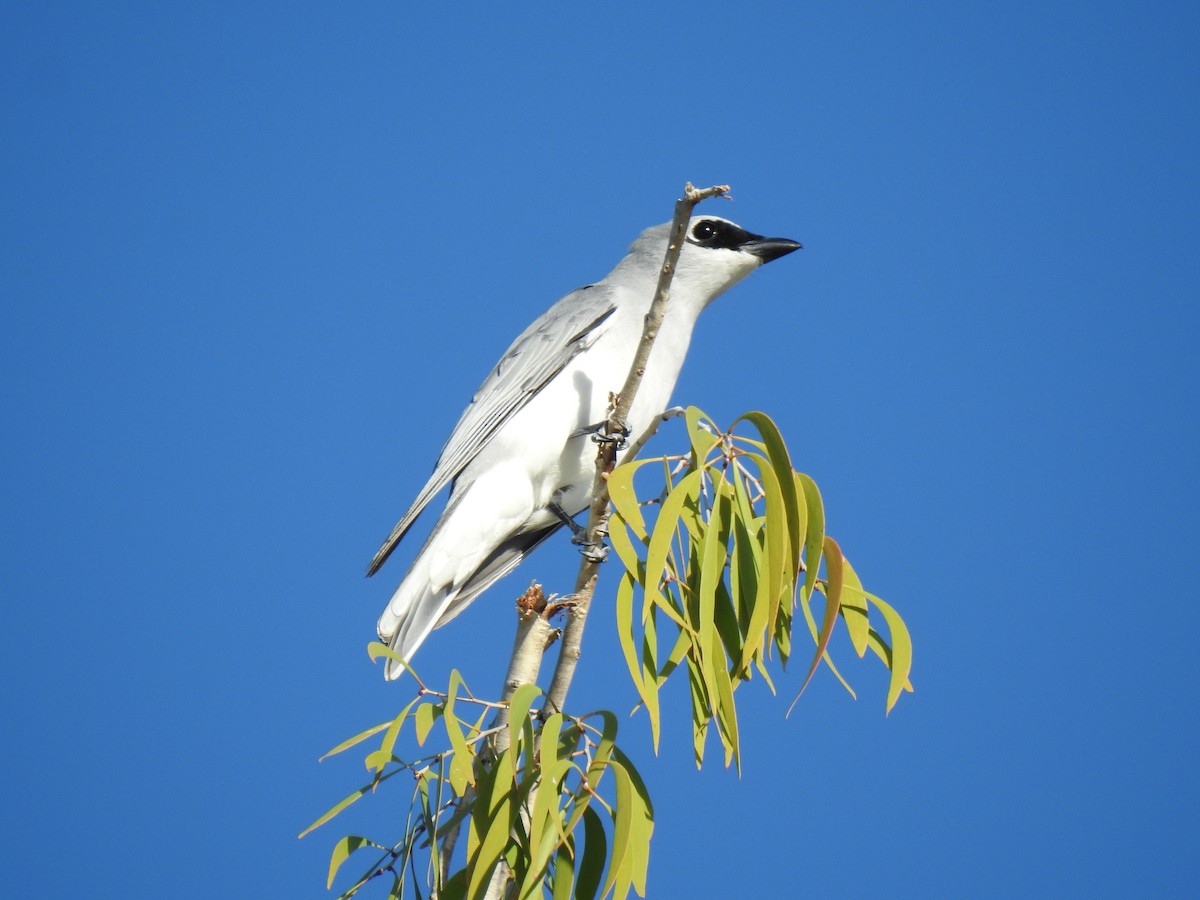 White-bellied Cuckooshrike - ML620734405