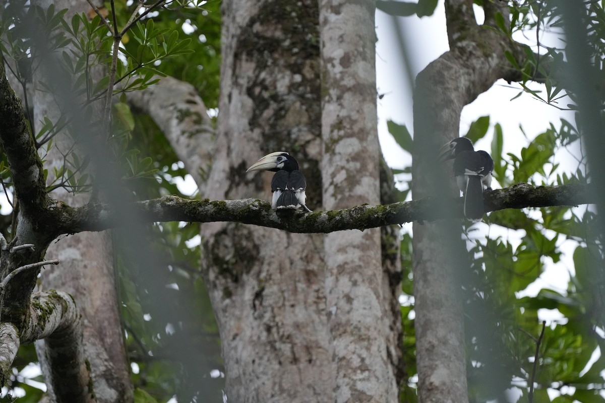 Oriental Pied-Hornbill - Stuart Bell