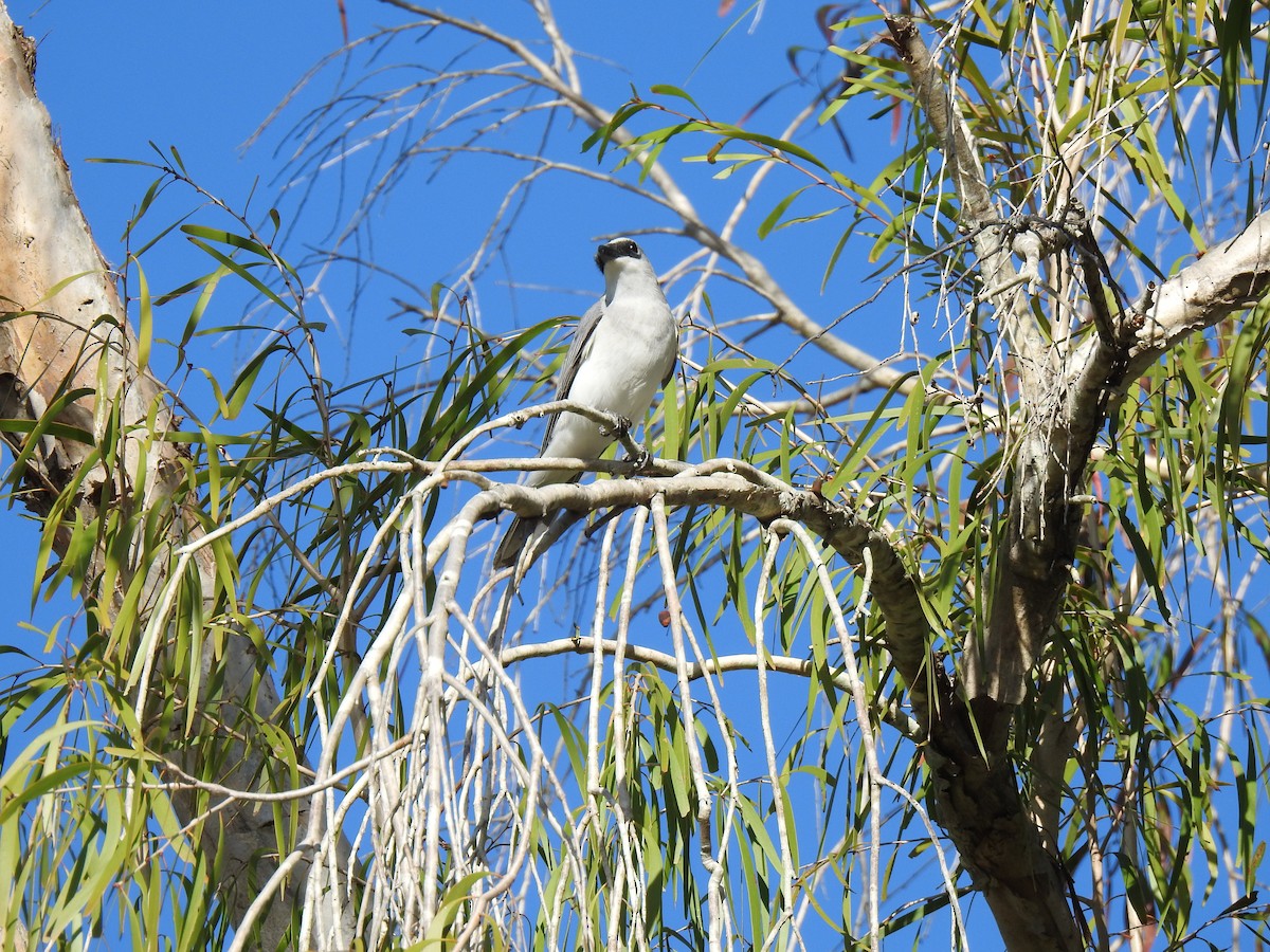 White-bellied Cuckooshrike - Monica Mesch