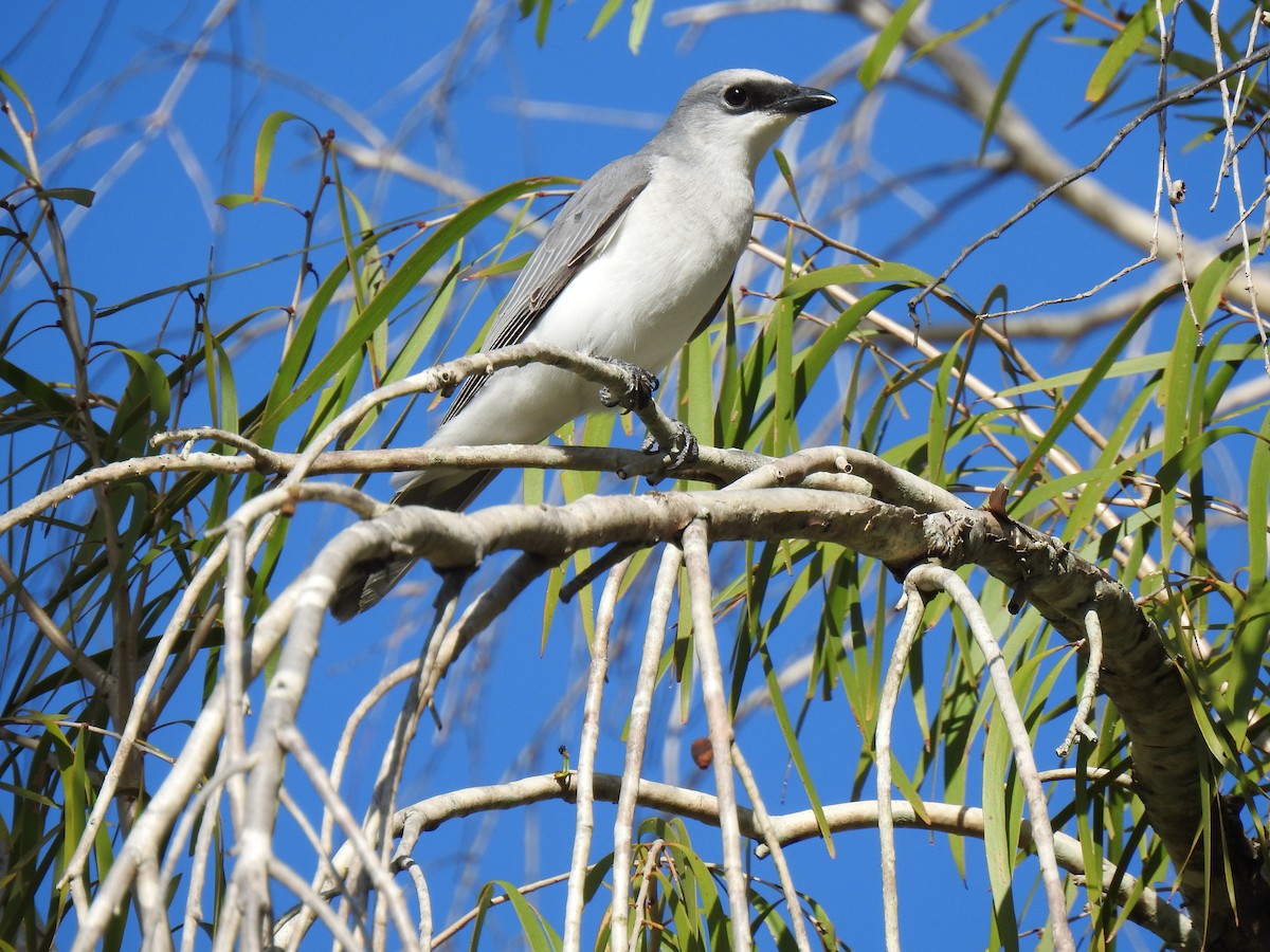 White-bellied Cuckooshrike - ML620734409