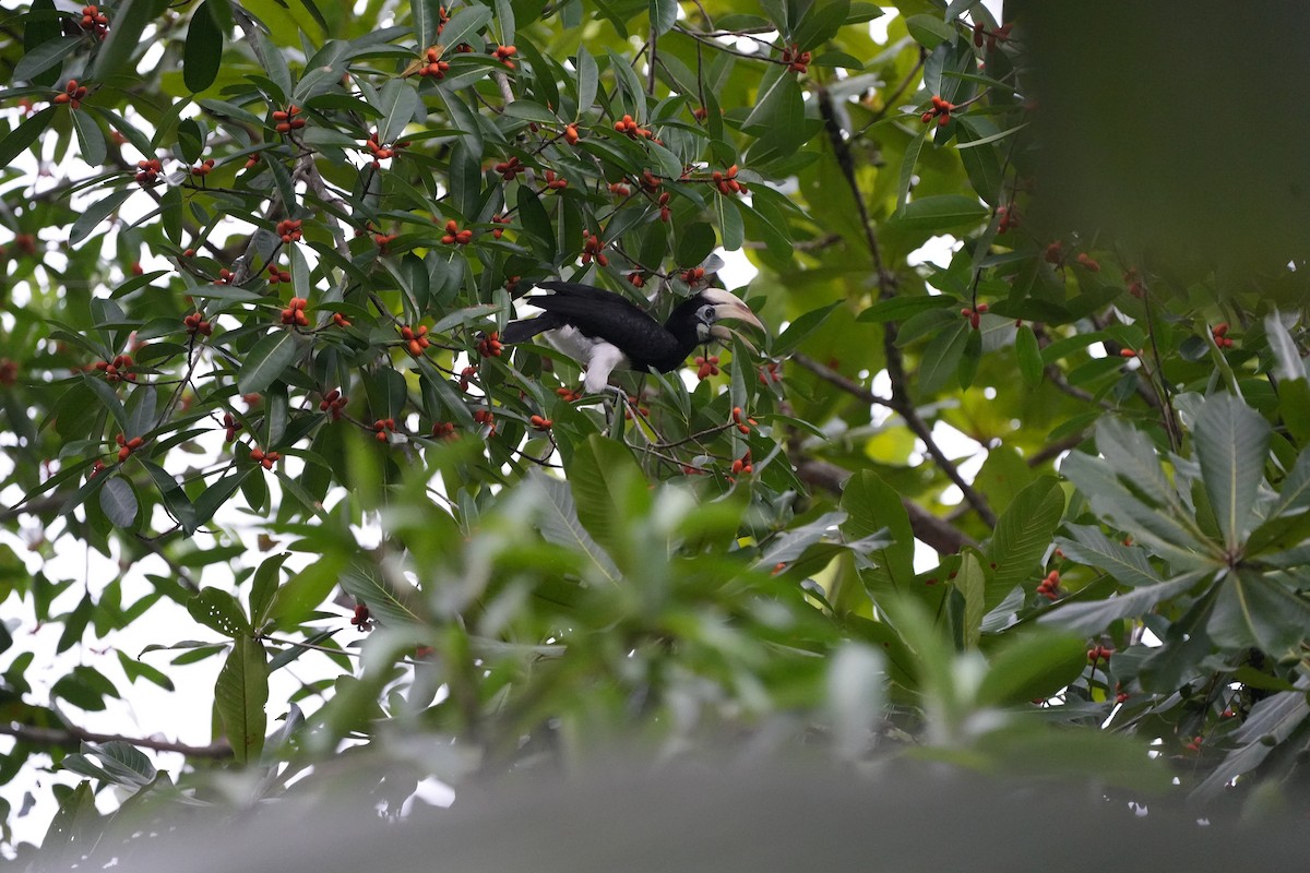 Oriental Pied-Hornbill - ML620734410