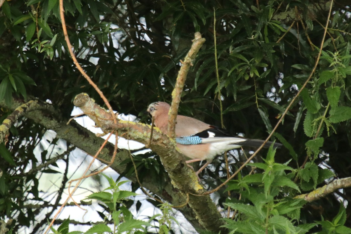 Eurasian Jay - ML620734411