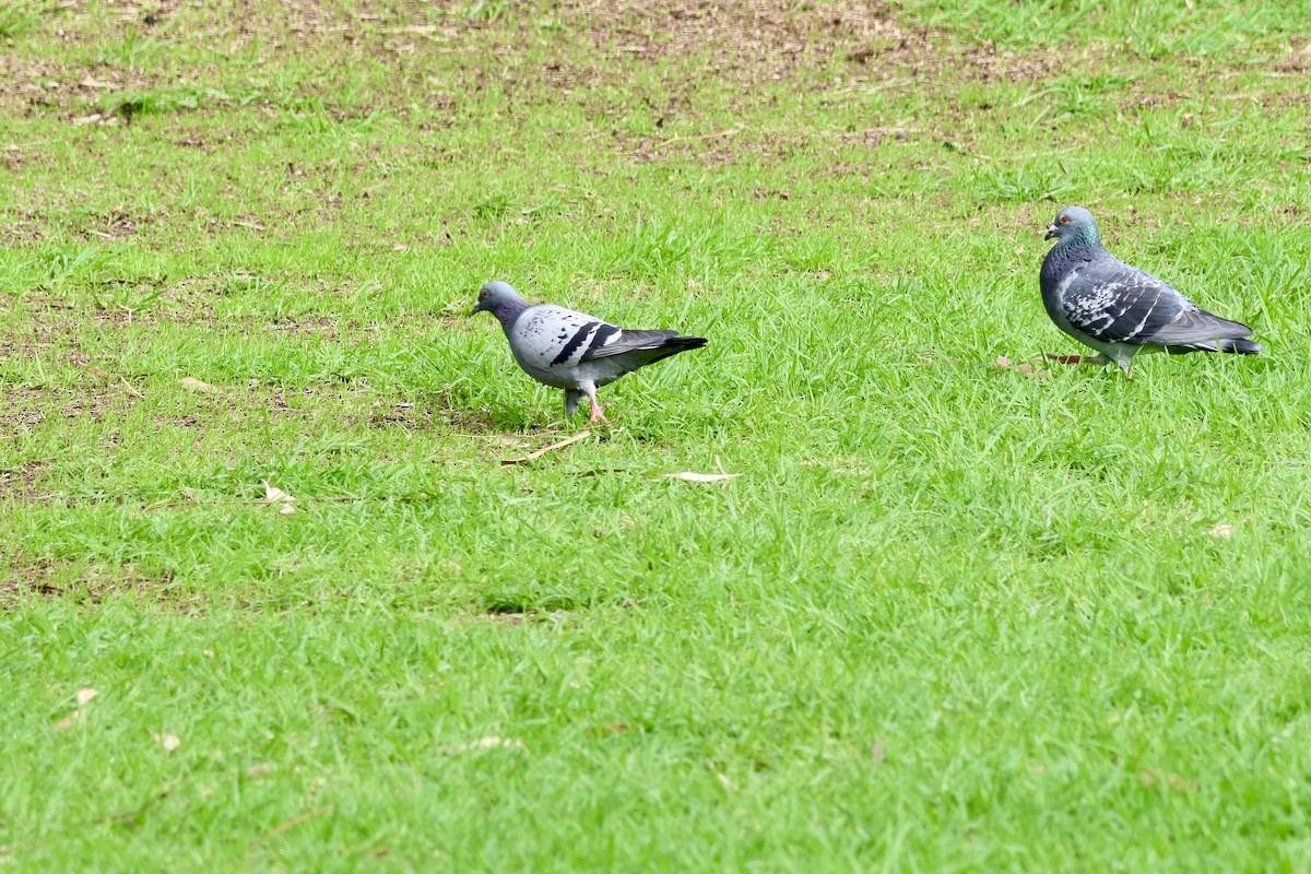 Rock Pigeon (Feral Pigeon) - ML620734412