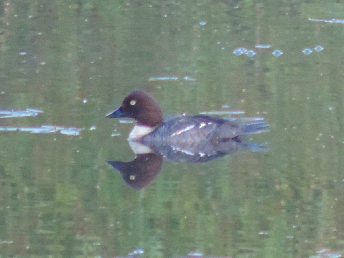 Common Goldeneye - ML620734413