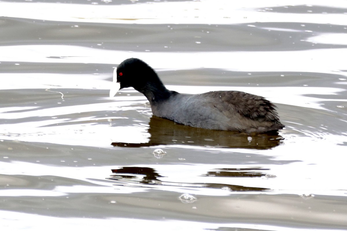 Eurasian Coot - ML620734416