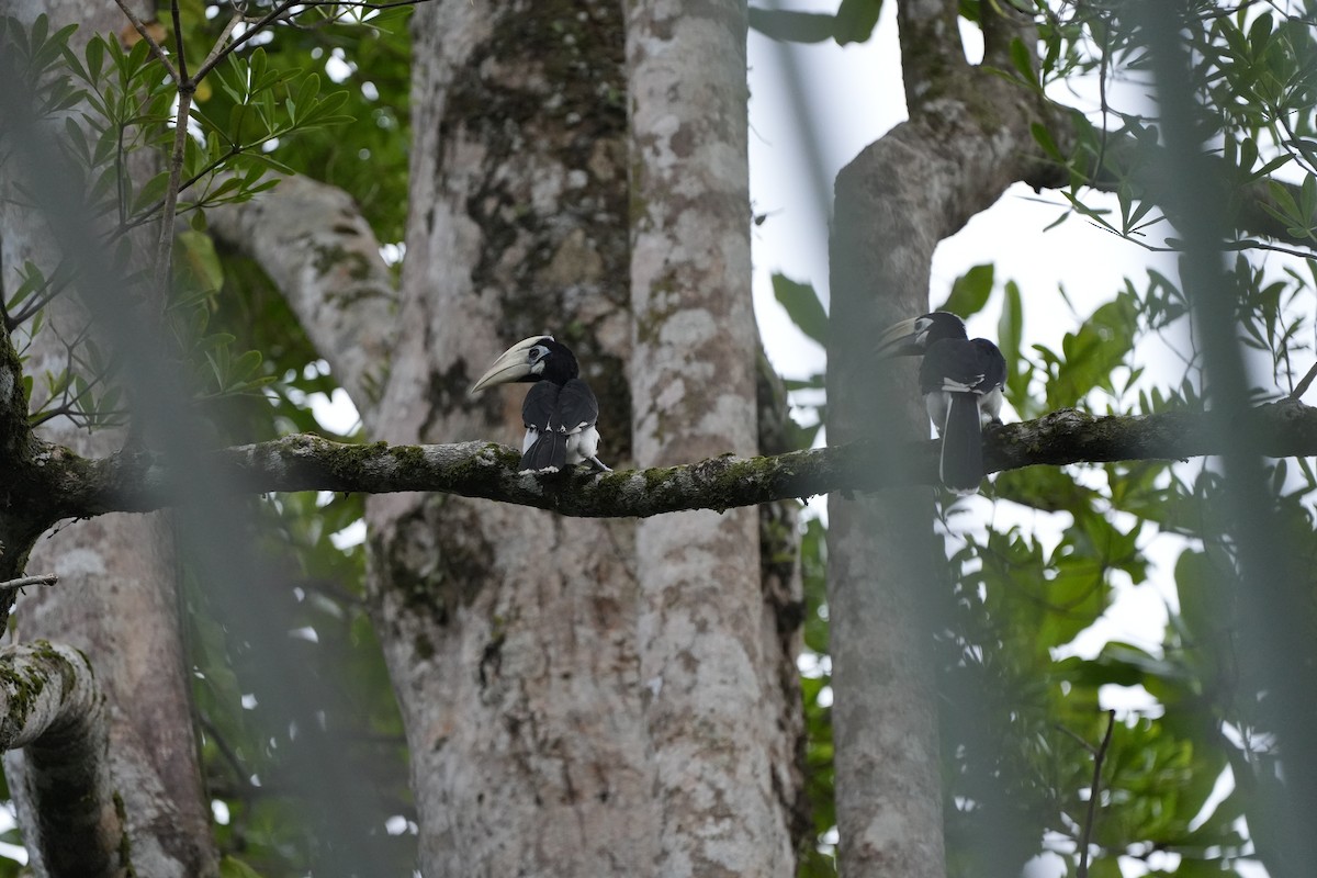 Oriental Pied-Hornbill - ML620734417