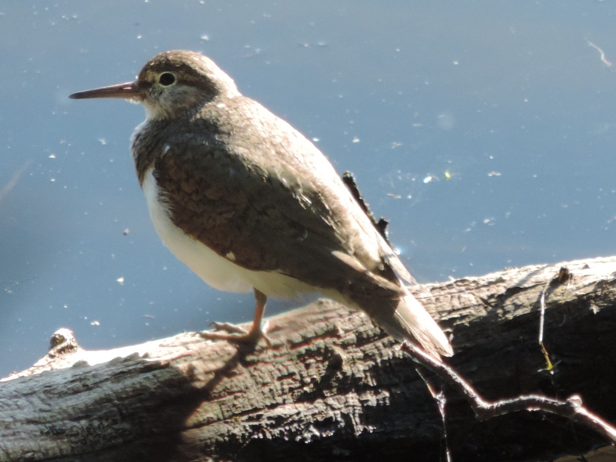 Common Sandpiper - ML620734418