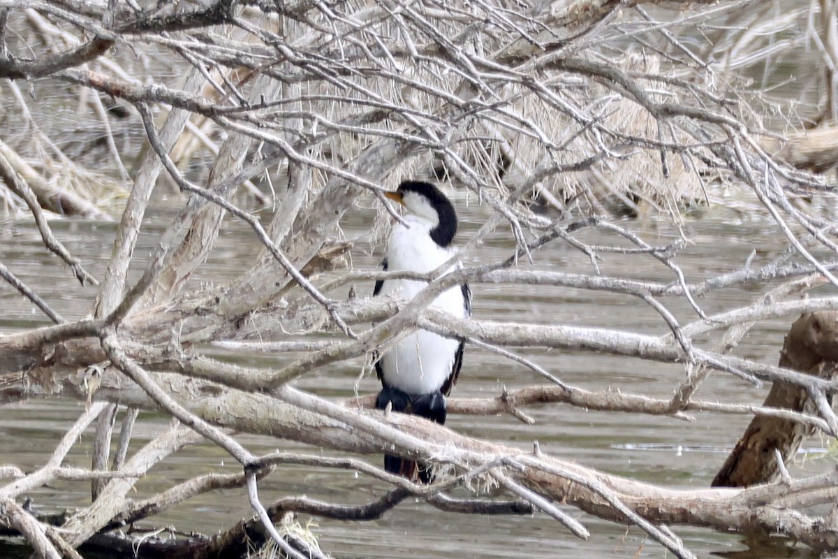 Little Pied Cormorant - ML620734419