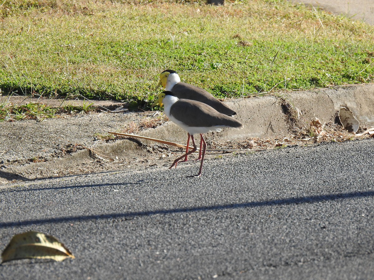 Masked Lapwing - ML620734420