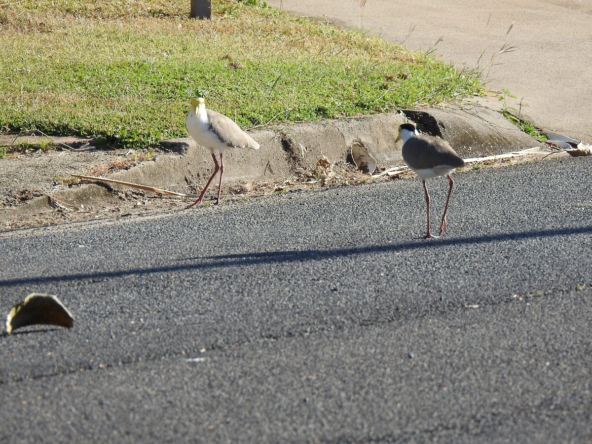 Masked Lapwing - ML620734421