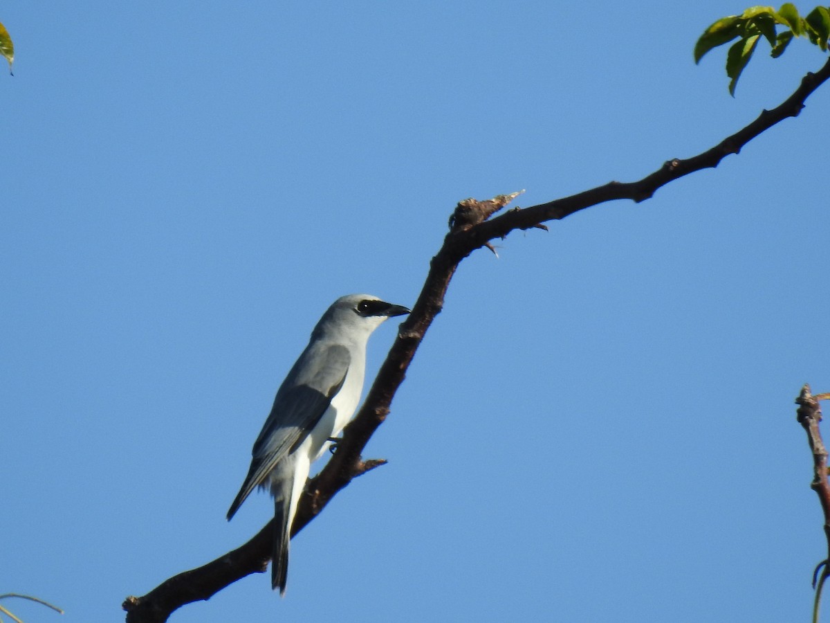 White-bellied Cuckooshrike - ML620734422