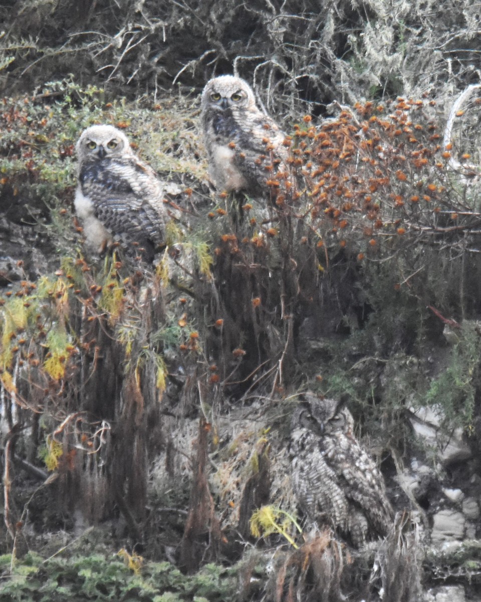 Great Horned Owl - ML620734424