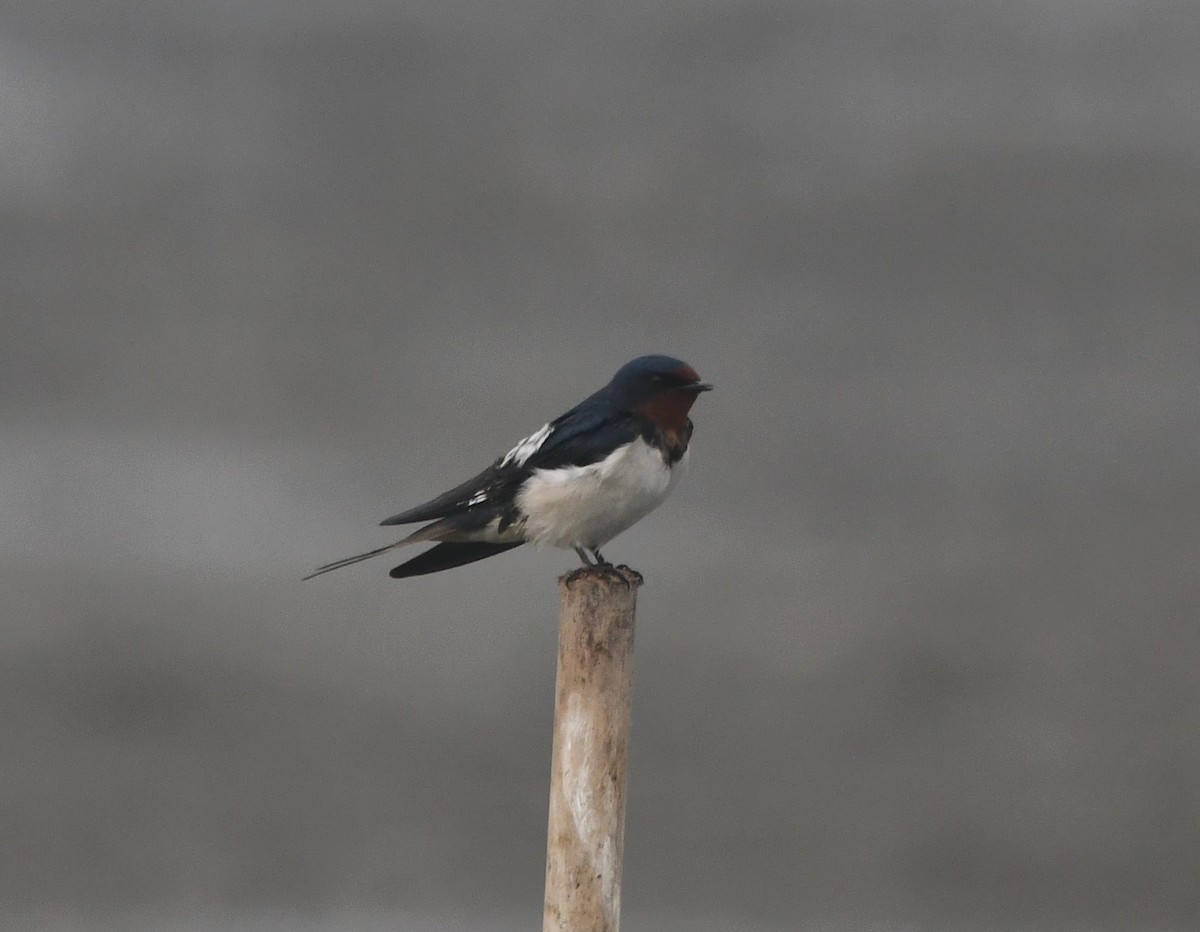 Barn Swallow - ML620734426