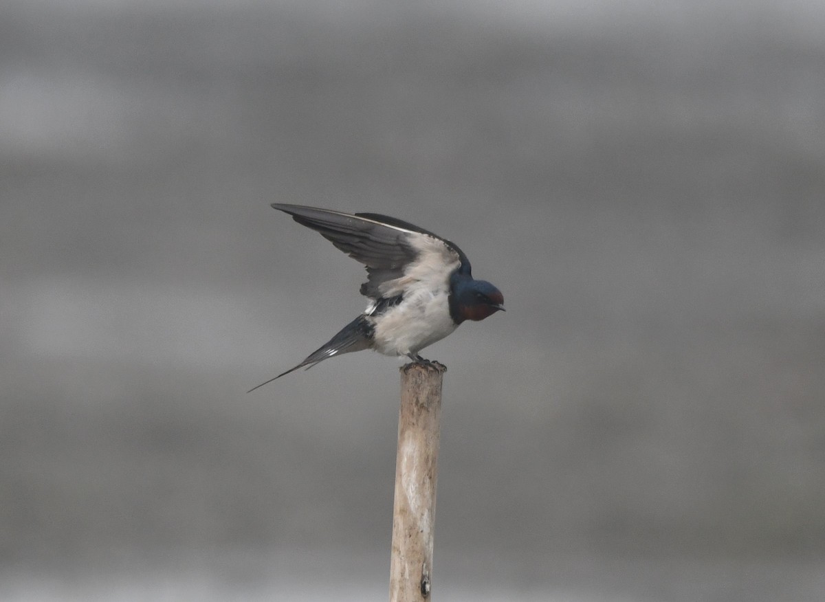 Barn Swallow - Aishwarya Vijayakumar