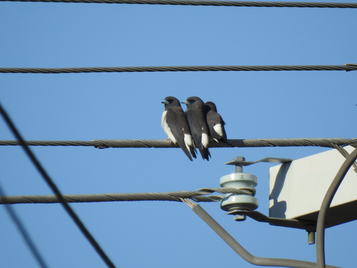 White-breasted Woodswallow - ML620734428