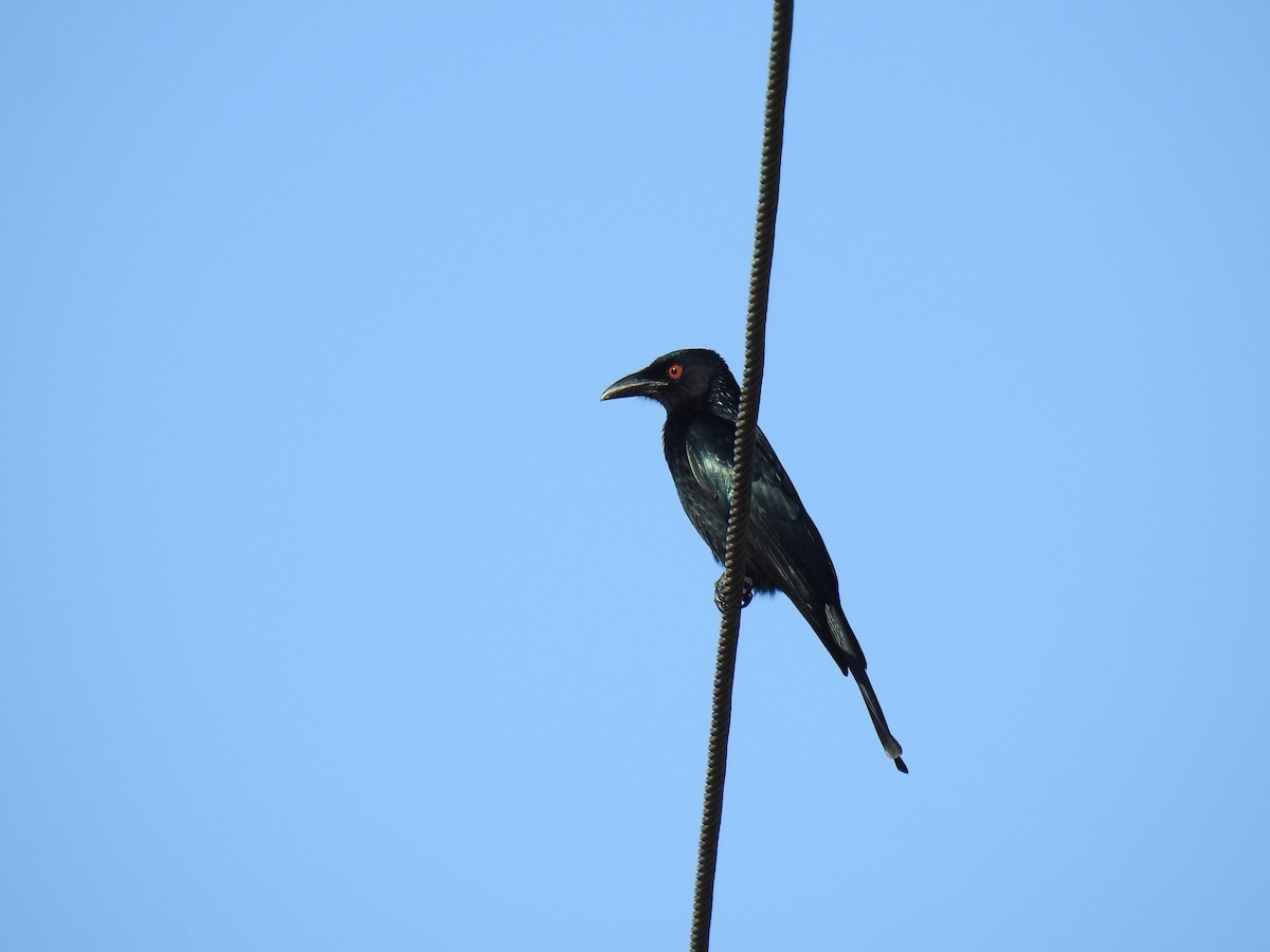 Glanzfleckdrongo - ML620734430