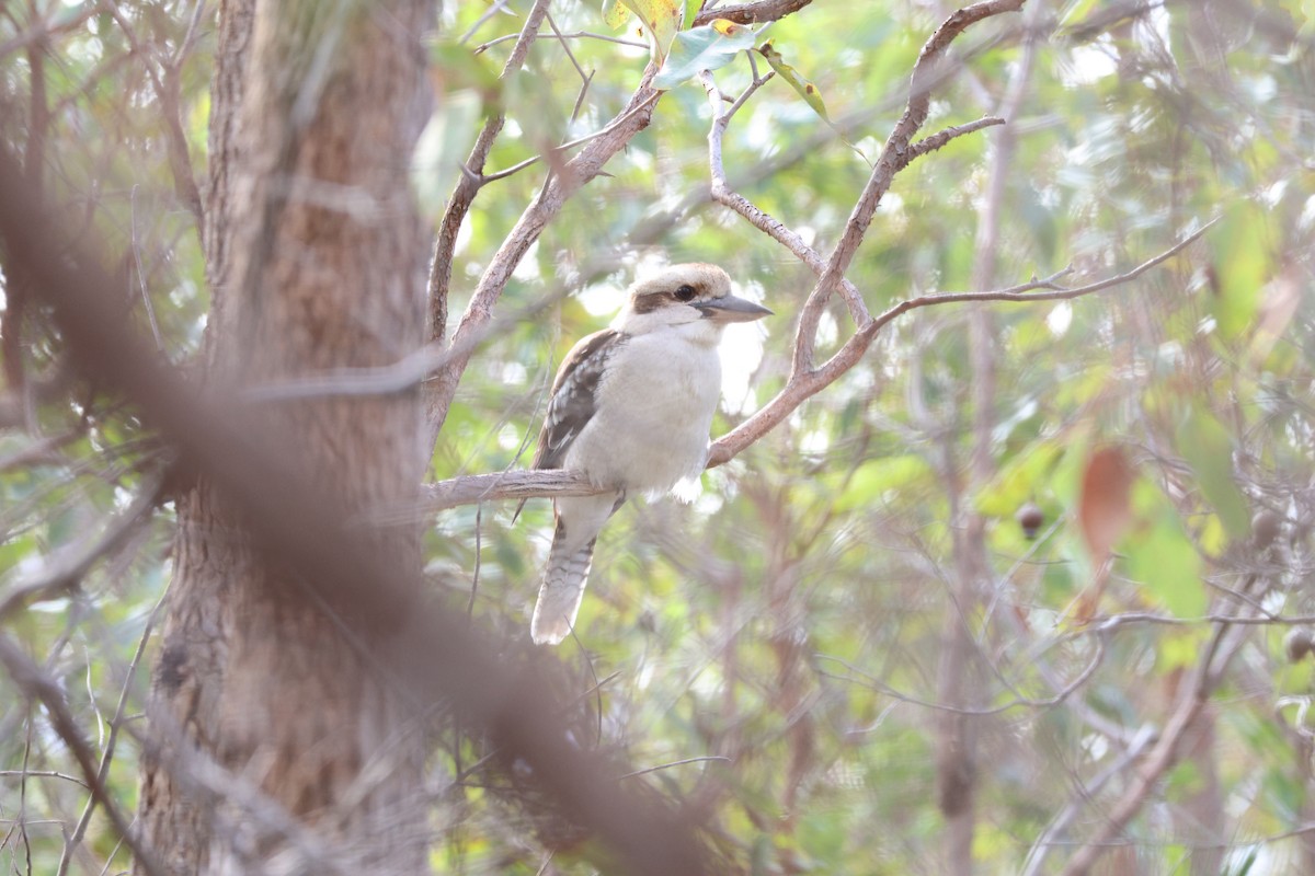 Laughing Kookaburra - ML620734432