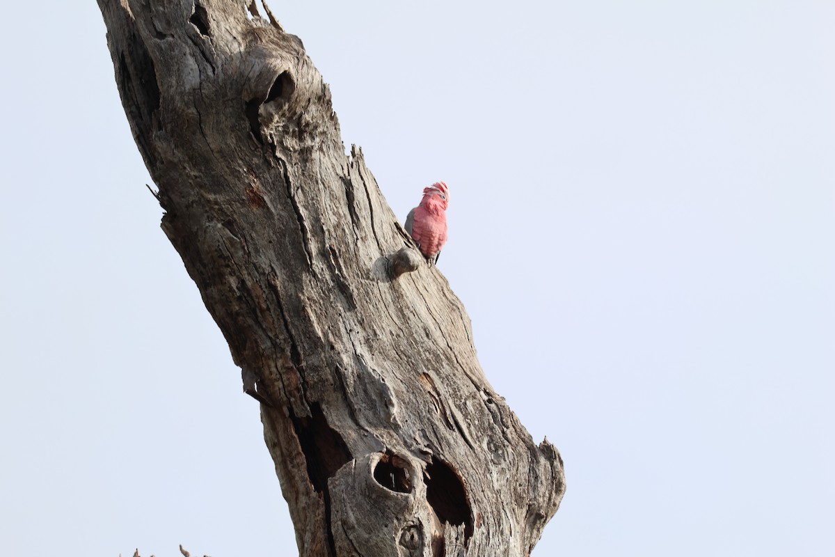 Galah - ML620734434