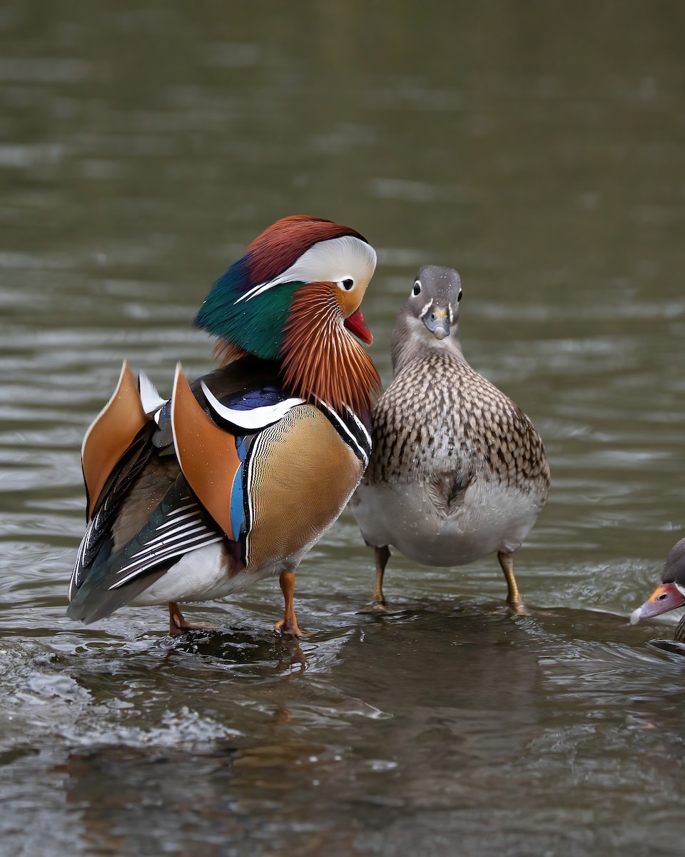 Mandarin Duck - ML620734438