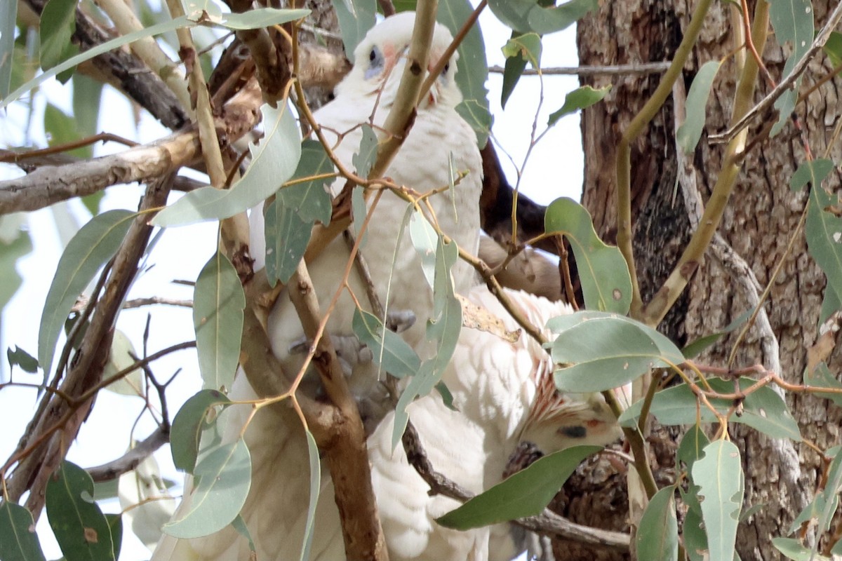 Western Corella - ML620734439