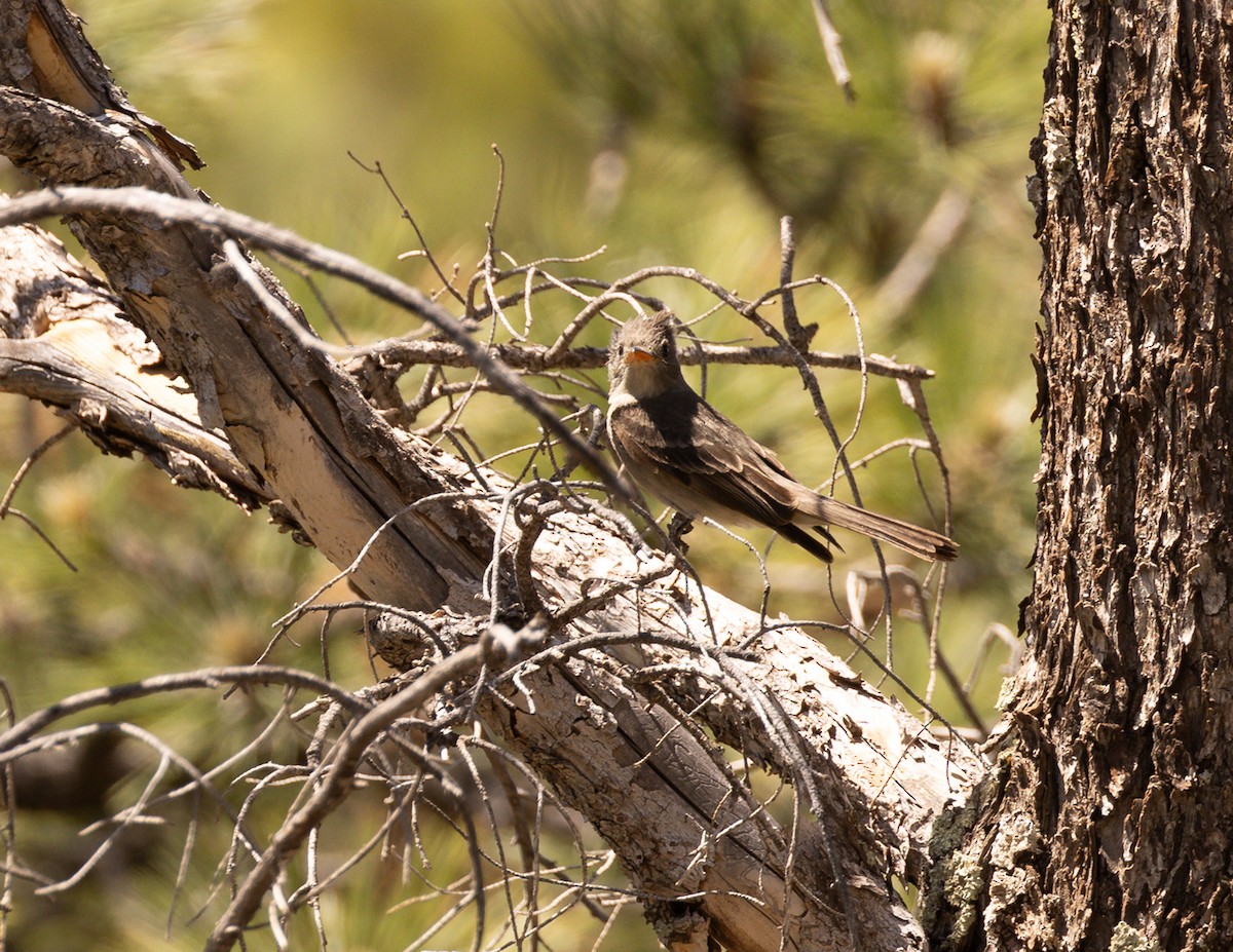 Greater Pewee - ML620734440