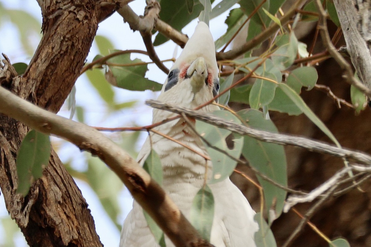 Western Corella - ML620734442