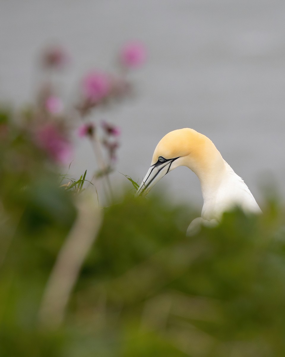 Northern Gannet - ML620734443