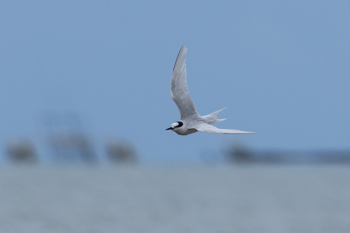 Black-naped Tern - ML620734446