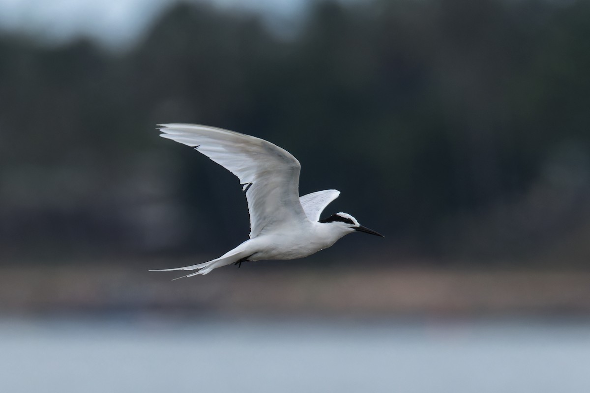 Black-naped Tern - ML620734448