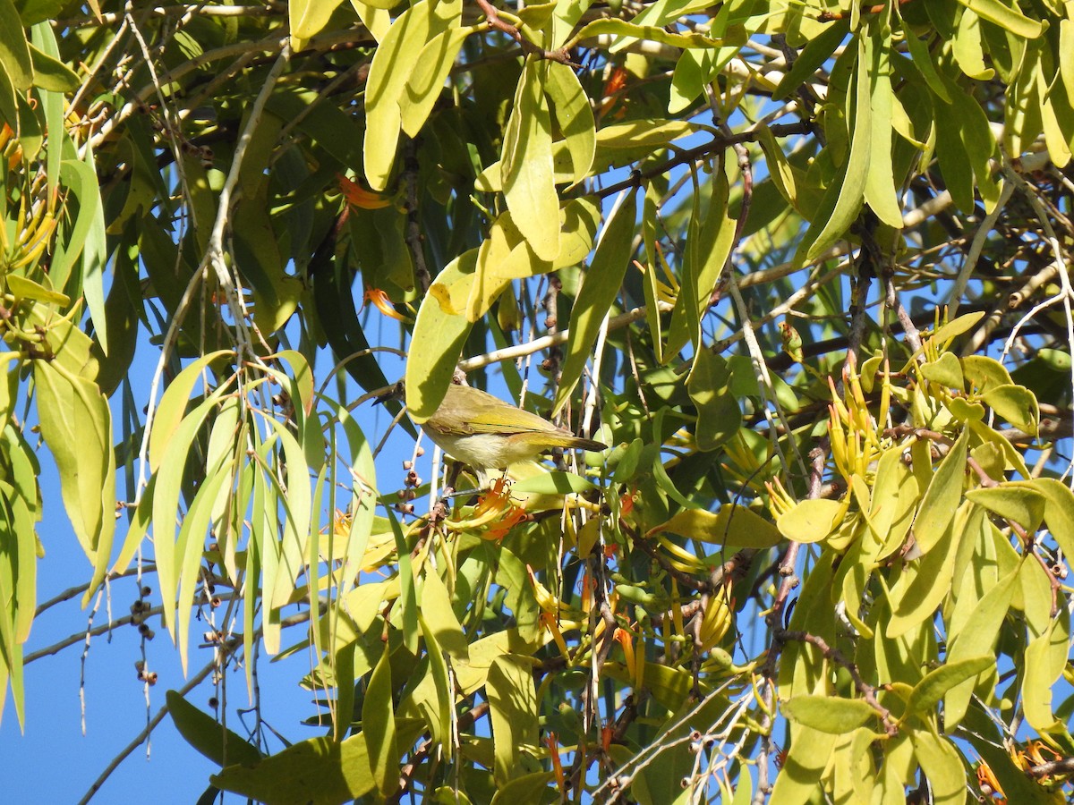 Brown Honeyeater - ML620734451