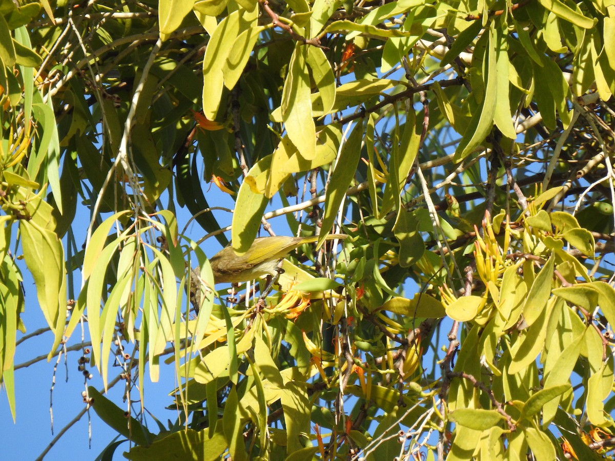 Brown Honeyeater - ML620734453