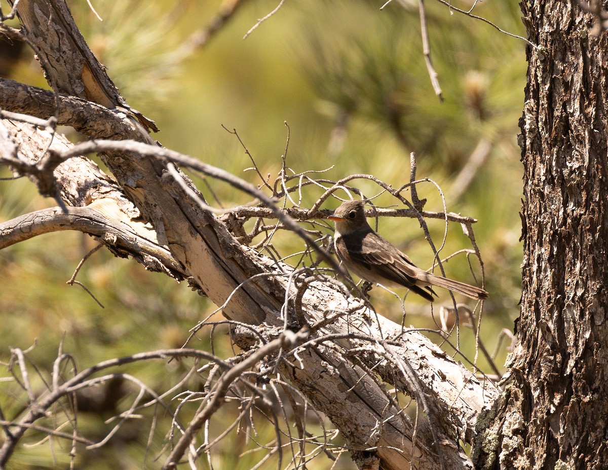 Greater Pewee - ML620734456