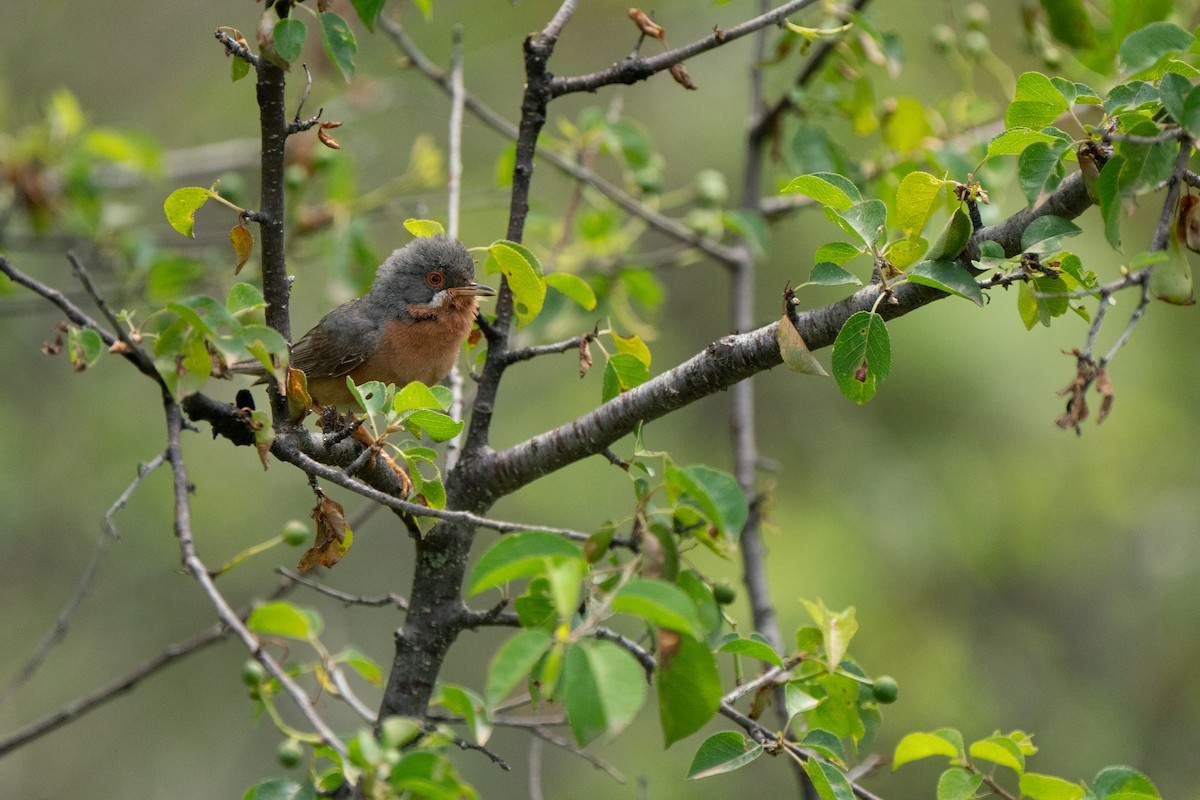 Western Subalpine Warbler - ML620734461